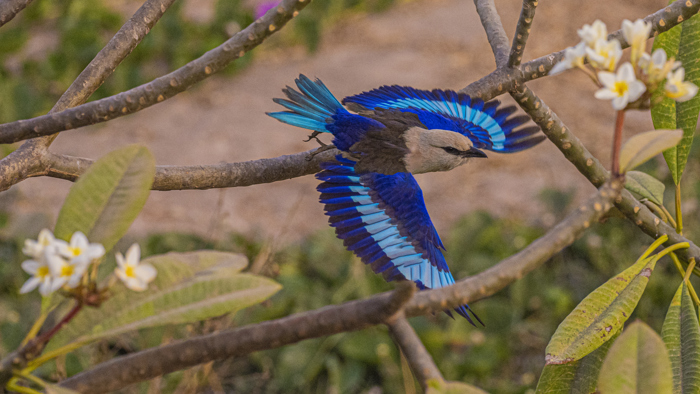 Hvithoderåke i Gambia, foto Paal Alme