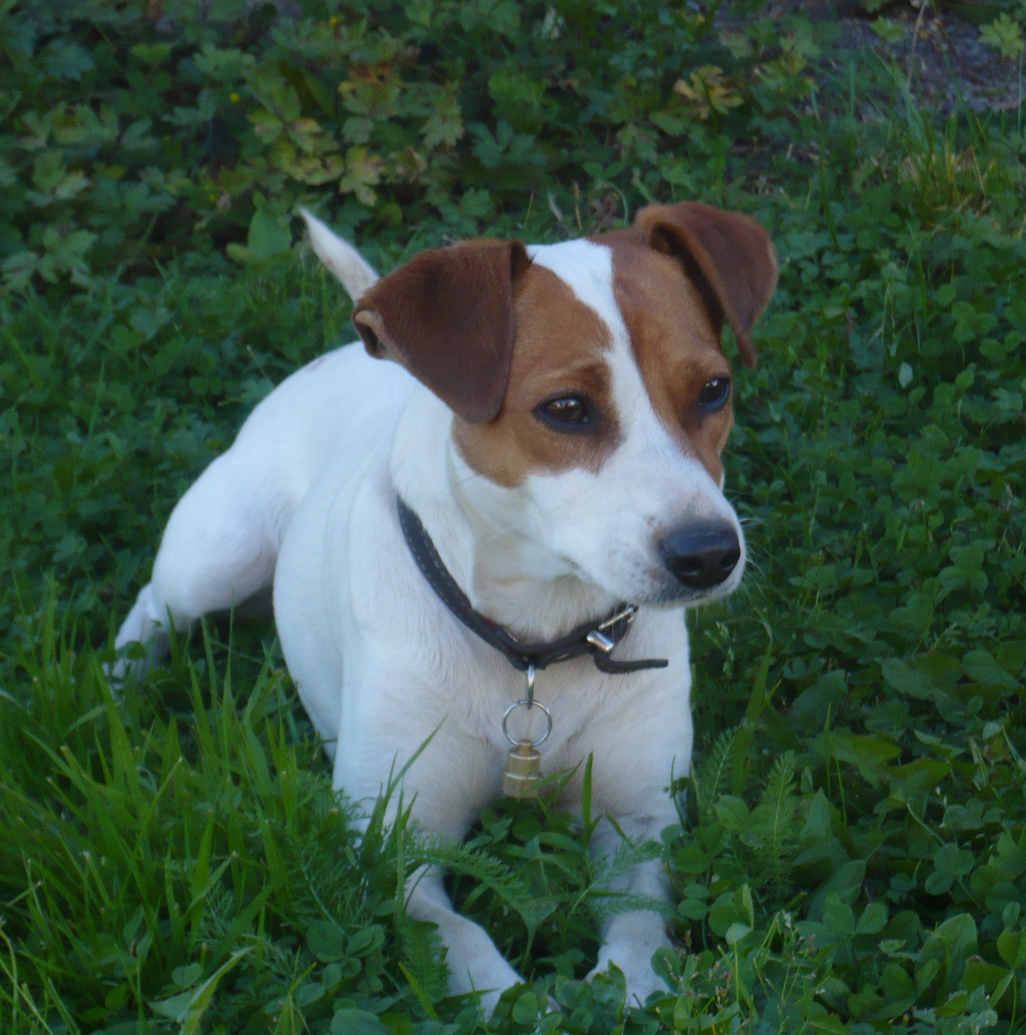 Gårdshund