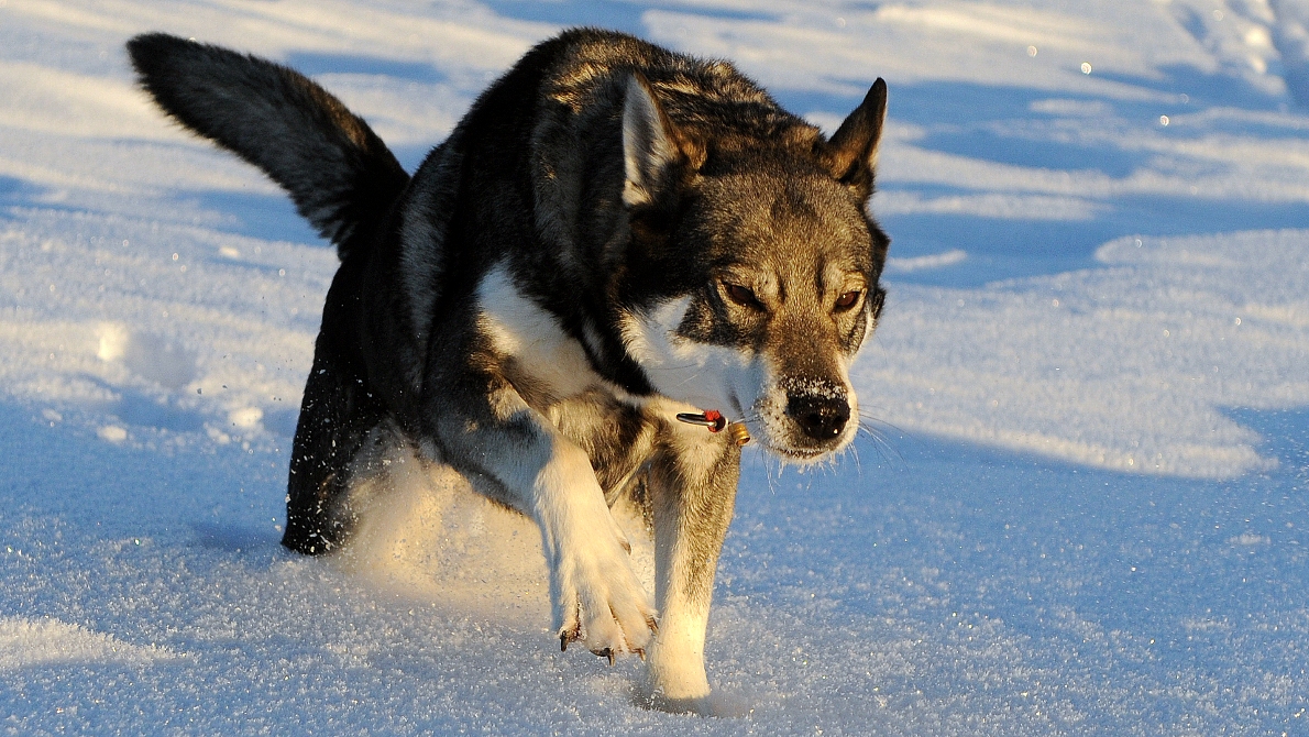 Hund - Tinka