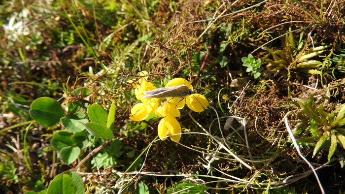 Høstens siste blomsterbesøk, foto Paal Alme, 2015