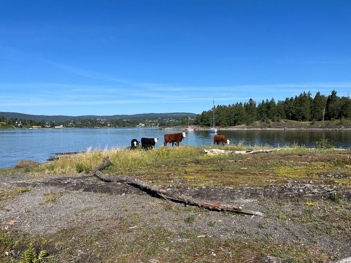 I blant blir det satt ut beitedyr på Borøya. Da kan du få selskap av kyr som koser seg ved vannet.