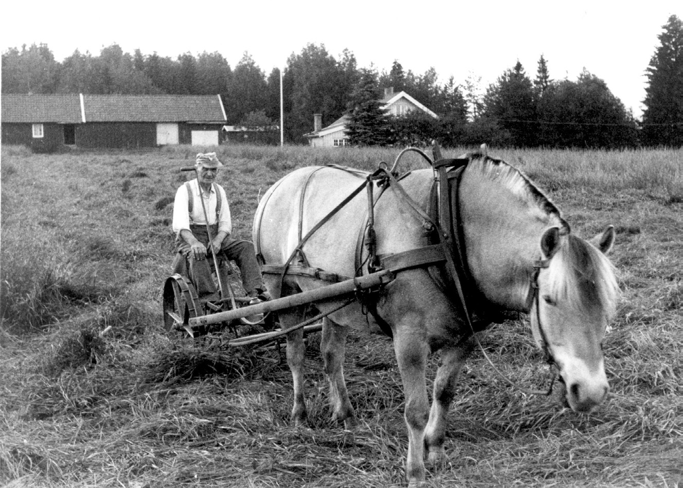 Høyonn med hest